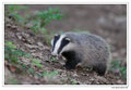 Blaireau - Meles meles - Eurasian Badger (8)