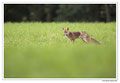 Renard roux -Vulpes vulpes - Red Fox