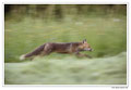 Renard roux -Vulpes vulpes - Red Fox