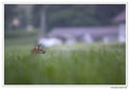 Renard roux -Vulpes vulpes - Red Fox