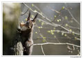 Ecureuil roux - Sciurus vulgaris - Eurasian Red Squirrel
