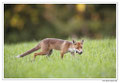 Renard roux -Vulpes vulpes - Red Fox