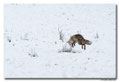 Renard roux -Vulpes vulpes - Red Fox