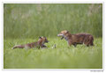 Renard roux -Vulpes vulpes - Red Fox