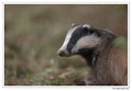 Blaireau - Meles meles - Eurasian Badger (15)