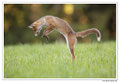 Renard roux -Vulpes vulpes - Red Fox