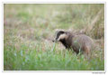 Blaireau - Meles meles - Eurasian Badger (17)