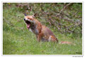 Renard roux -Vulpes vulpes - Red Fox