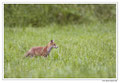 Renard roux -Vulpes vulpes - Red Fox