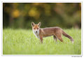 Renard roux -Vulpes vulpes - Red Fox