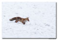 Renard roux -Vulpes vulpes - Red Fox