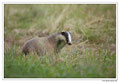 Blaireau - Meles meles - Eurasian Badger (18)