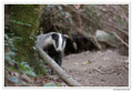 Blaireau - Meles meles - Eurasian Badger (20)