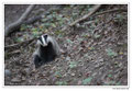 Blaireau - Meles meles - Eurasian Badger (16)