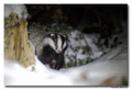 Blaireau - Meles meles - Eurasian Badger (3)