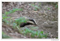 Blaireau - Meles meles - Eurasian Badger (12)