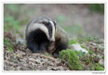 Blaireau - Meles meles - Eurasian Badger (9)