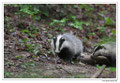 Blaireau - Meles meles - Eurasian Badger (4)