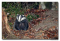 Blaireau - Meles meles - Eurasian Badger (1)