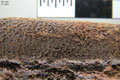 Makroaufnahme; Erhaltener Teil einer Messerscheide aus Kalbsleder (mineralisiert), Zustand nach der Konservierung