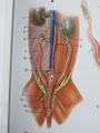 メス猫の尿管と子宮はこのようにクロスしています。子宮断端と膀胱は癒着することも考慮すべきと考えます。