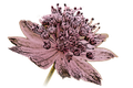 Astrantias GmbH Bio Wildrosen & Wildfrüchte, Naturgarten-Pflanzen Gärtnerei