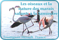 Les oiseaux et la nature des marais salants à la Sansouïre - Frontignan - Hérault