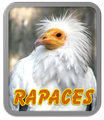Rapaces