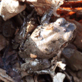 ニホンアマガエル　のぼせちゃった　熟成中の腐葉土はサウナだね