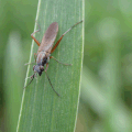 アブ　頭はハエだけど体は蜂に似ているだって　アブよアブって呼んで