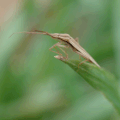 コナガ　あたしも一生懸命生きているのよ　害虫だなんて勝手過ぎない？！