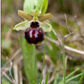 Ophrys provincialis, photo Annie et Michel Pinaud