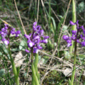 Anacamptis_champagneuxii, photo JCl Gooris