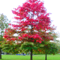 simoner Digitales Fotografieren: Impressionen: Herbstbaum