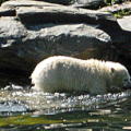 simoner Digitales Fotografieren - Bewegungen: schwimmender Eisbär