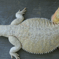 Hypo Pastel Leucistic