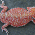 Red Orange Hypo Pastel