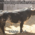 Nº 82 Lidiado en 2º lugar por Juan Mora.