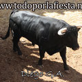 Nº 91 Lidiado en 6º lugar por Ángel Teruel.