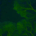 Green trees in the night, Fotografik 2019