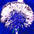 Pusteblume I, Fotografik 2015