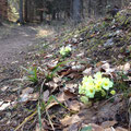 Frühlingsboten