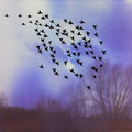 Ramona Czygan |  "Black Birds in front of blue sun"  | Pigment Print and black Paper | 40x50cm |  2011 Greifswald |  700€ |  Edition: 1|10  