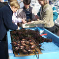 Морские ежи