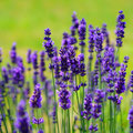 Lavendel