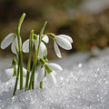 Schneeglöckchen