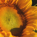 Sonnenblume