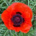 Mohn