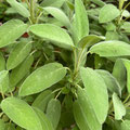 Salbei