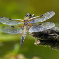 Vierfleck (Libellula quadrimaculata)